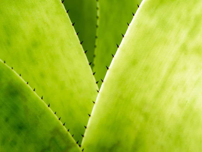 Detail texture and thorns at the edge of the bromeliad leaves