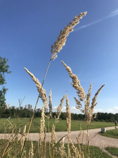 Close-up of stalks in field against sky