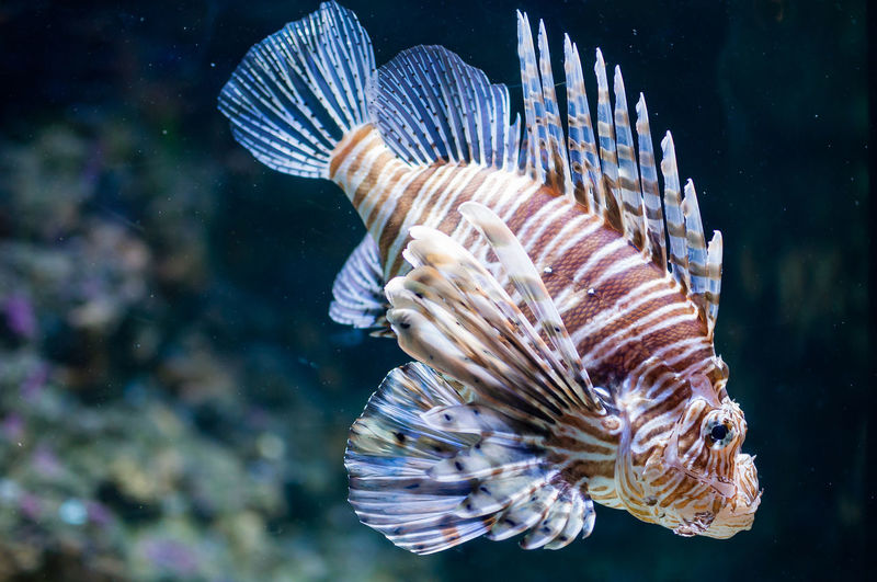 Close-up of lionfish swimming in aquarium