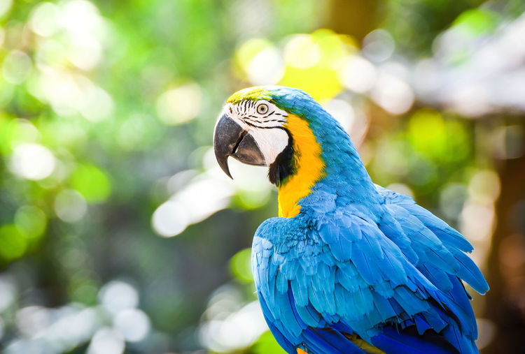Close-up of blue parrot perching against trees