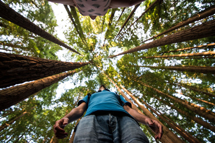 Selfie redwoods in the sequoia forest of cantabria