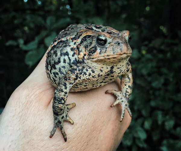 Close-up of frog on hand