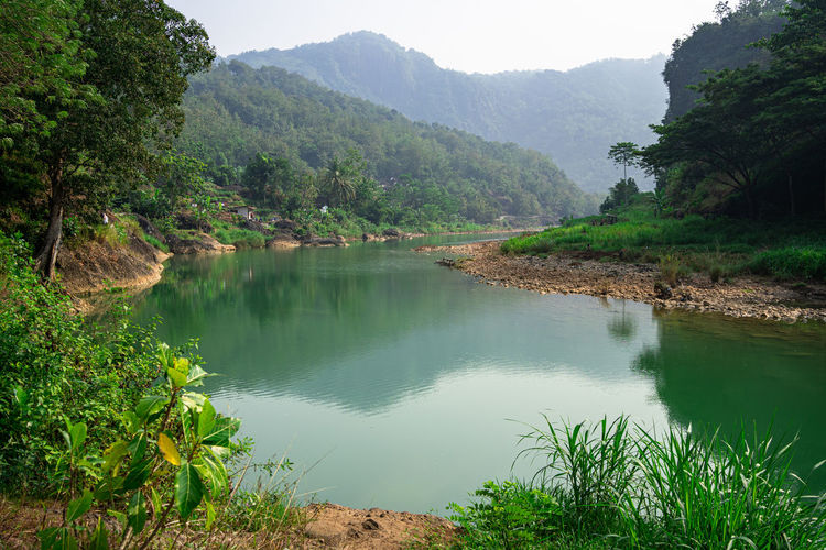 Scenic view of lake in forest