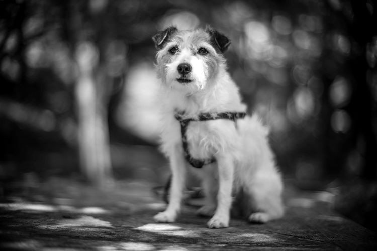 Portrait of dog on land