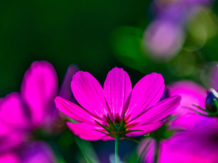 Close-up of purple flowering plant