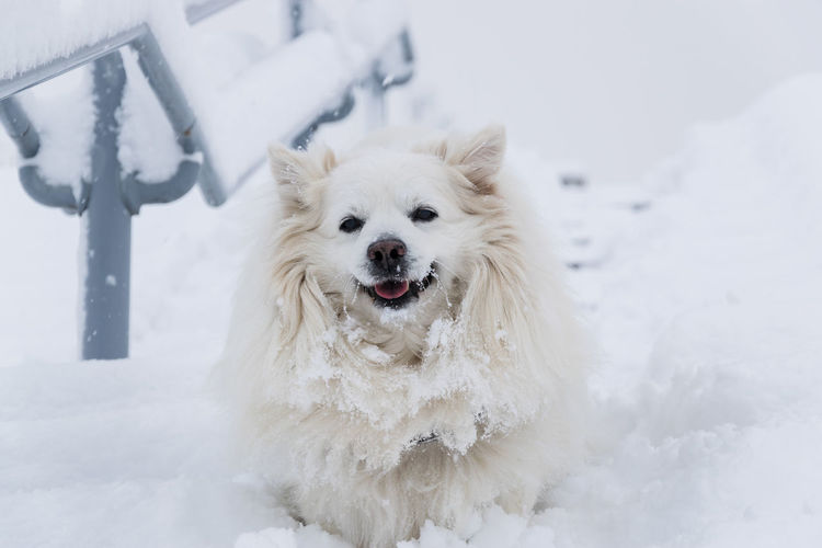 Dog in snow on field during winter
