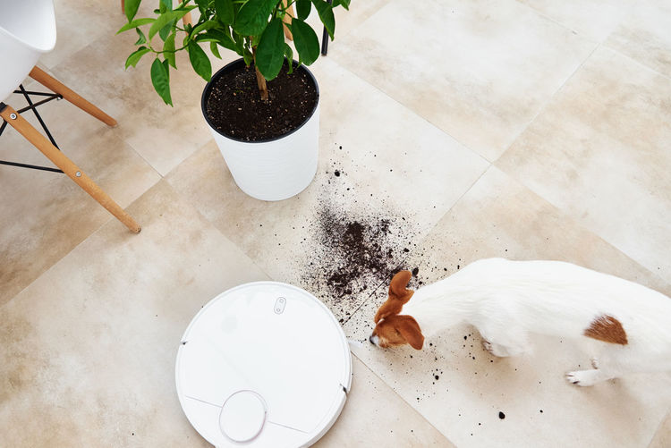 The dog scattered plant soil to the floor. pet damage concept. robot vacuum cleaner clean floor