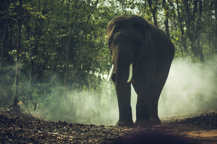 Elephant standing by smoke in forest