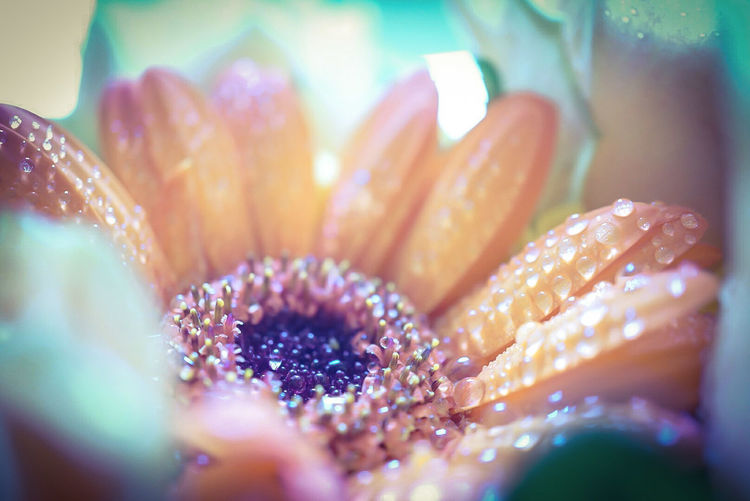Close-up of dew drops on orange gerbera daisy