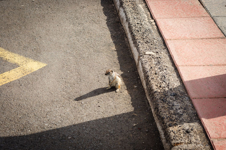 High angle view of cat on street