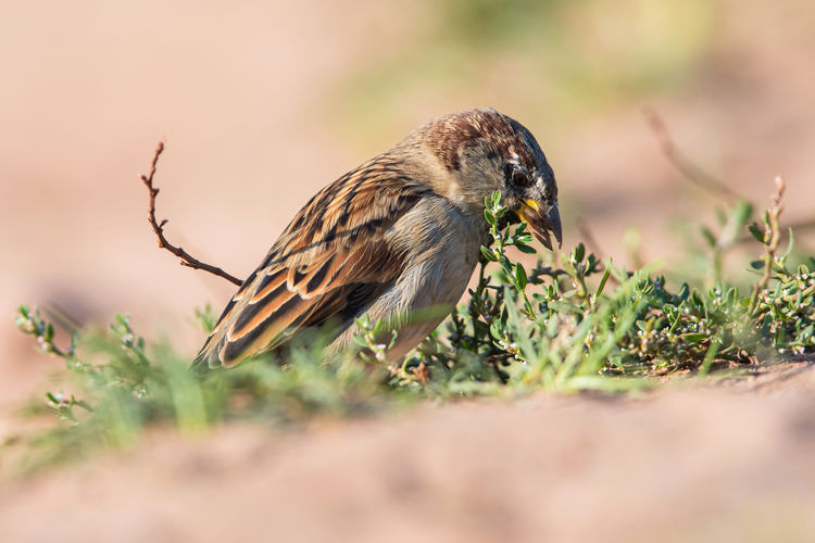 House sparrow, passer domesticus in environment.