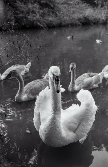 Swans swimming in lake