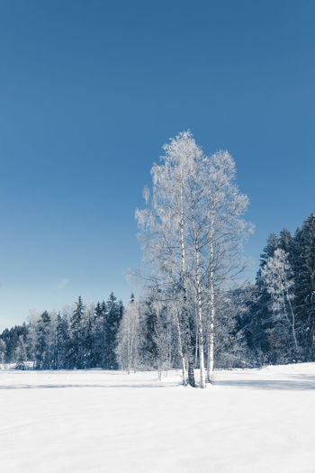 Trees on snow covered field against clear blue sky