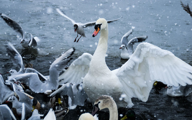 Swans and ducks swimming in lake during winter