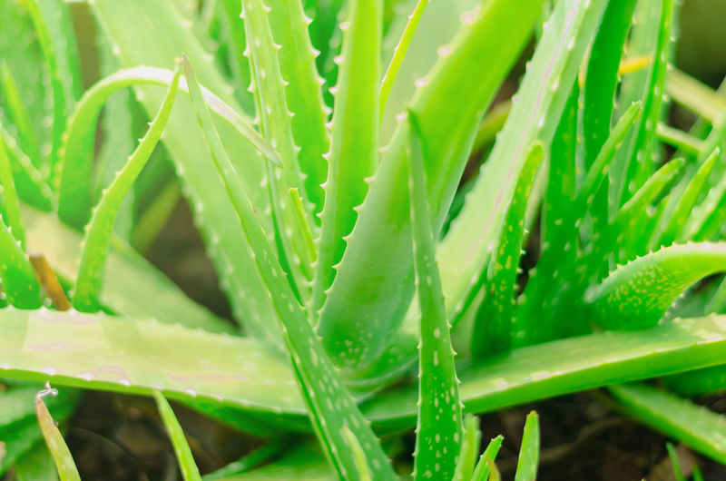 Full frame shot of succulent plant on field
