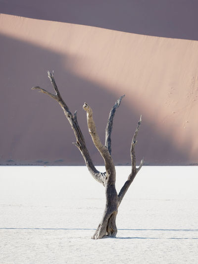 Dead tree on snow covered landscape