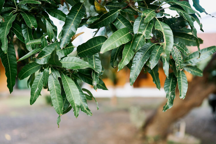 Close-up of plant