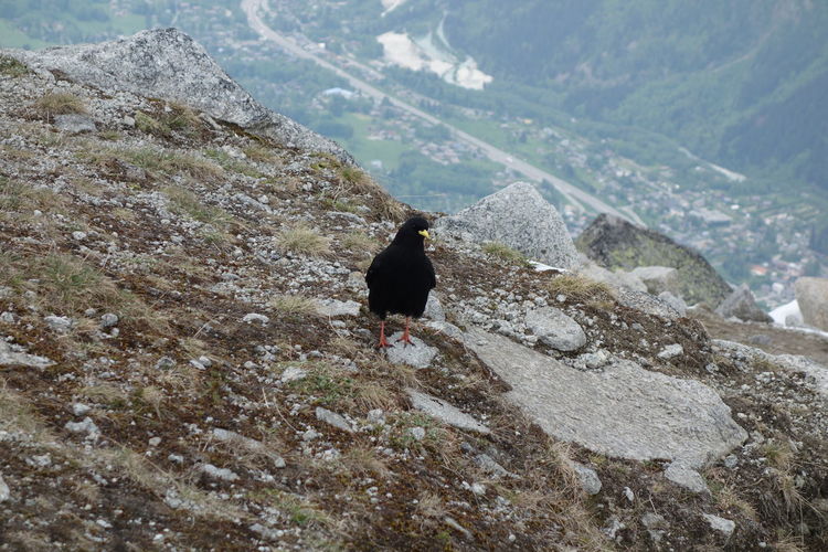 High angle view of bird on rock