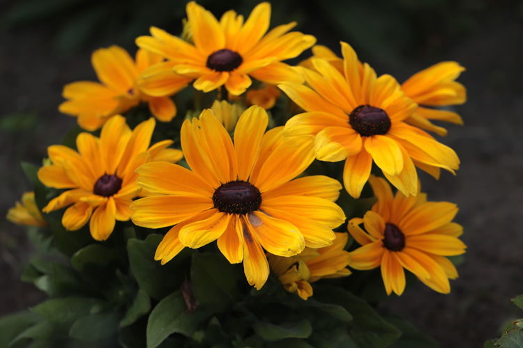 Close-up of yellow and daisy flowers