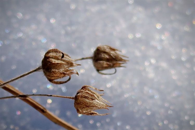 Dry plant buds in winter