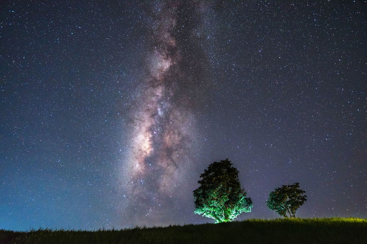 SCENIC VIEW OF TREES AGAINST STAR FIELD