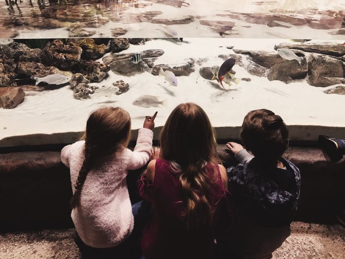 High angle view of friends looking at fish in aquarium