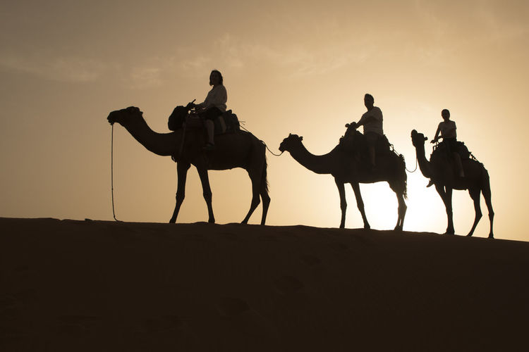 People riding camels at desert during sunset