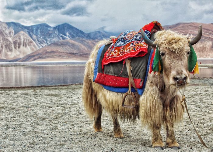 Yak standing on field against cloudy sky