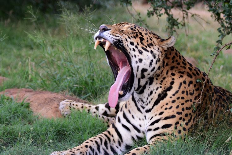 Close-up of jaguar yawning