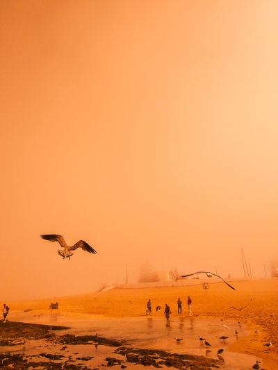 Birds flying over beach against misty sky