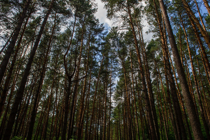 Low angle view of pine trees in forest