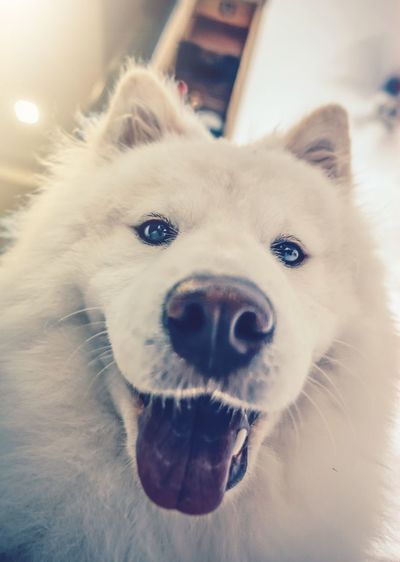 Close-up portrait of dog
