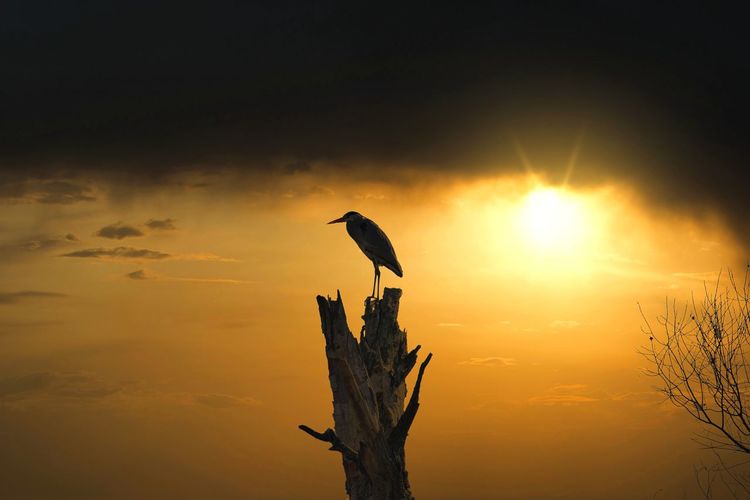 Silhouette bird perching on a tree