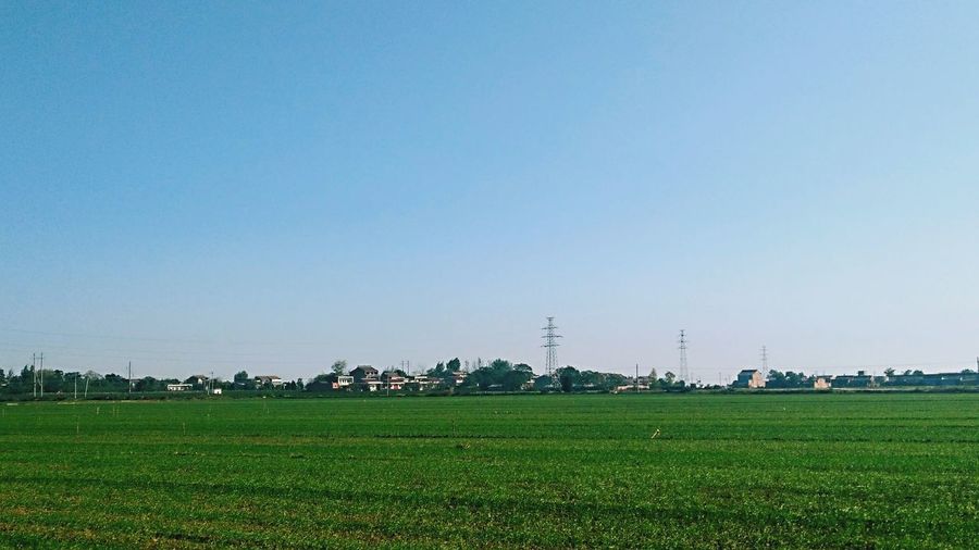Scenic view of field against clear sky