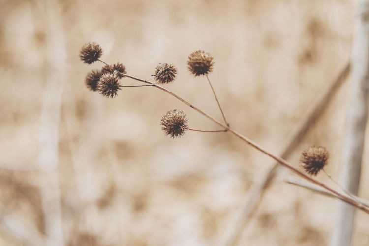 Close-up of dry plant against blurred background