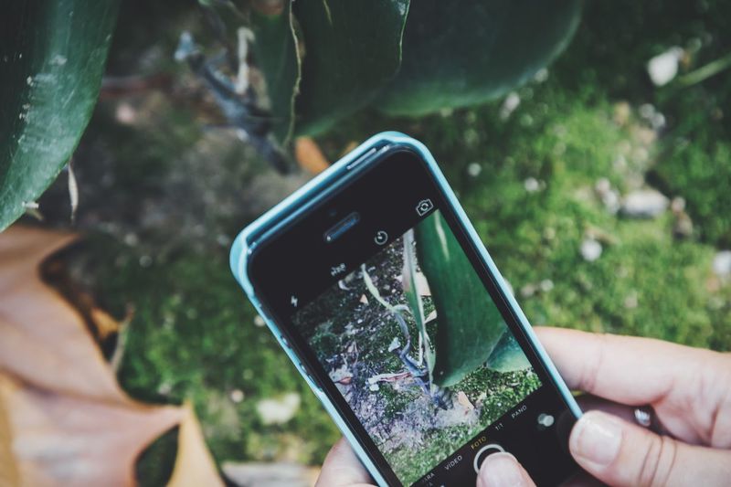 Cropped image of hands photographing insect on plant through smart phone