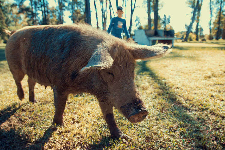 Close-up of pig on field