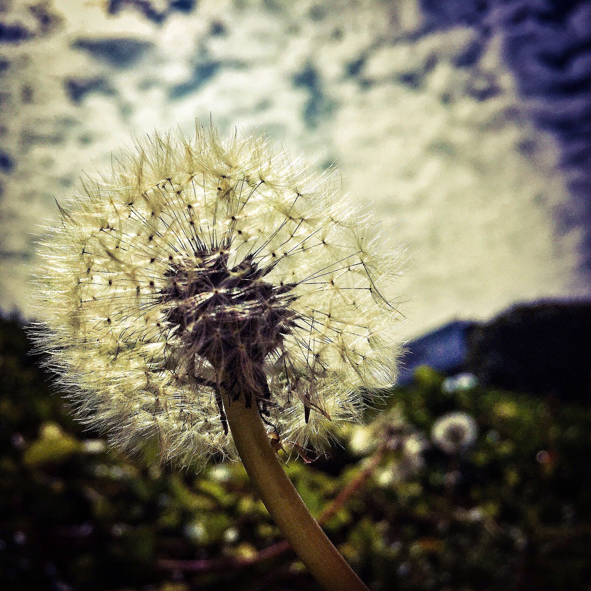 nature, growth, high angle view, close-up, beauty in nature, tranquility, outdoors, day, flower, plant, branch, tree, no people, focus on foreground, fragility, water, sunlight, dandelion, white color, field