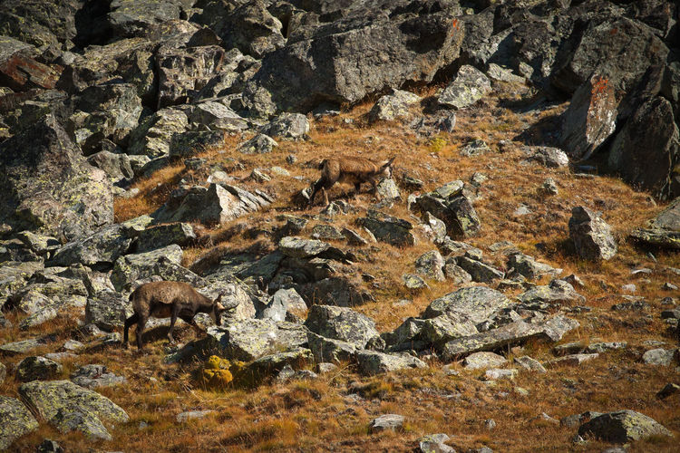 Chamois amidst rocks on mountain