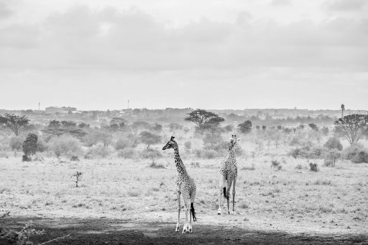 Horse standing on field against sky