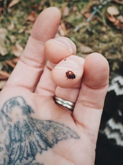Close-up of person holding ladybug