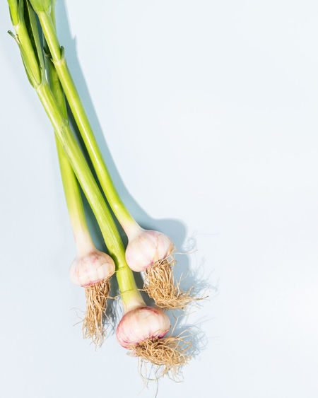 Close-up of plant against white background