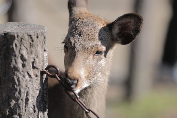 Close-up of doe chewing metallic chain by wooden post