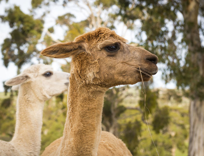Alpaca on an australian farm eating some grass