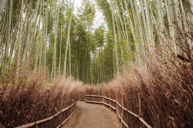 Arashiyama bamboo forest in kyoto kansai japan. serene background