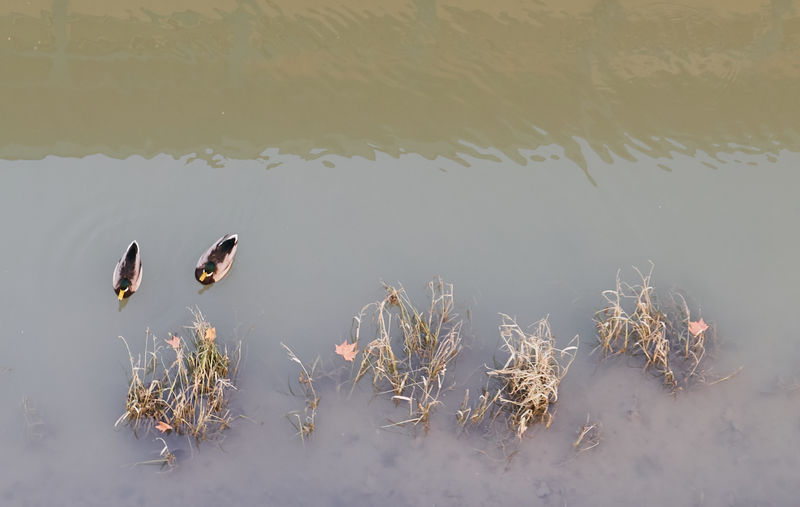 High angle view of birds swimming in lake