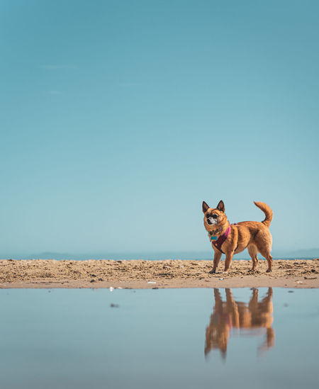 Dog running on beach against clear sky