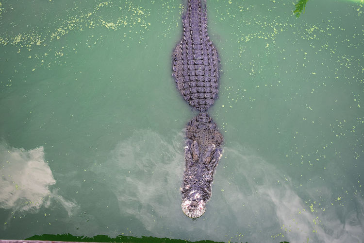 High angle view of crocodile swimming in zoo