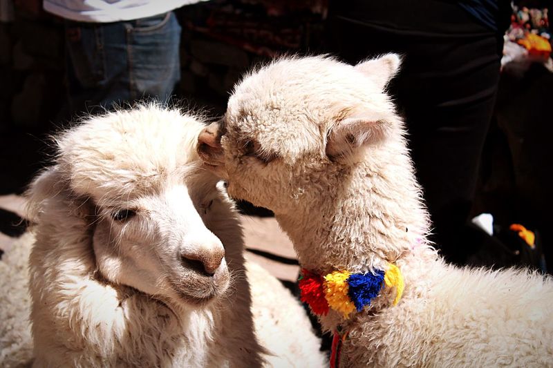 Close-up of llama and sheep