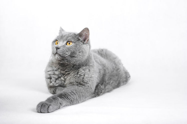 Portrait of a cat sitting on white background